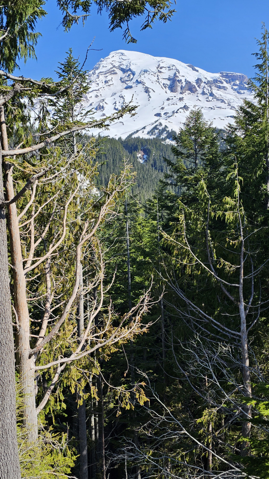 Mt. Rainier National Park Washington