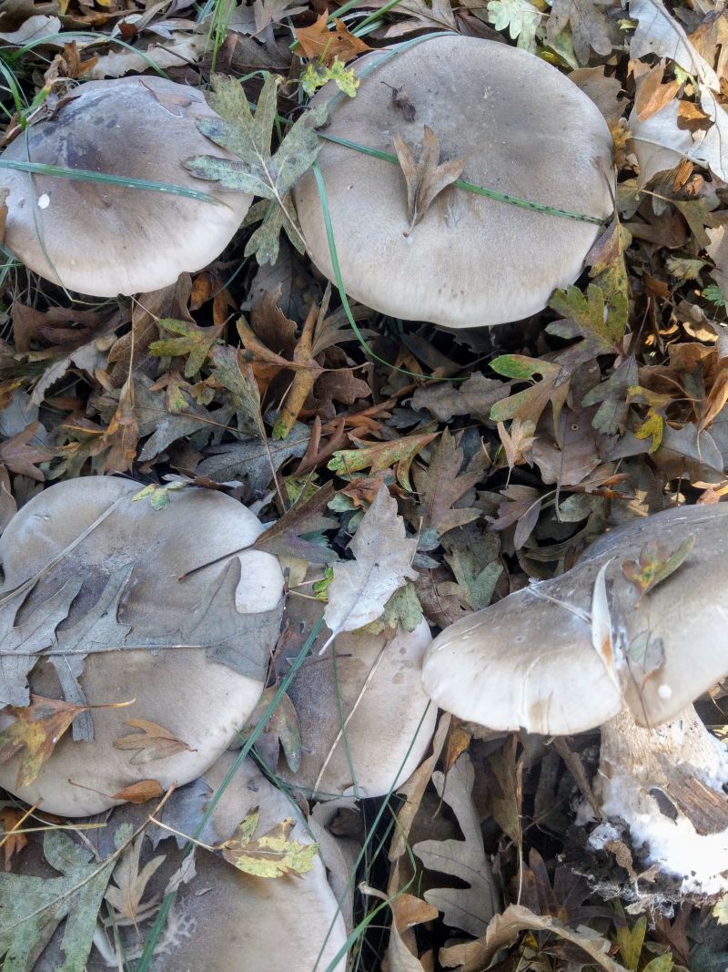 Wonderful day for mushroom picking