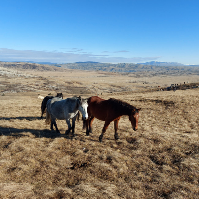 Wild horses, Livno