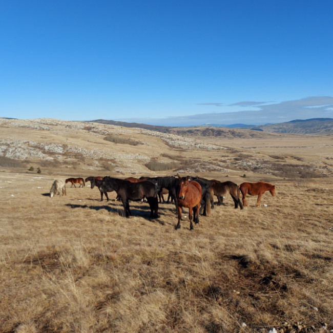 Wild horses, Livno - Borova glava & Kruzi, Livno, Bosnia and Herzegovina