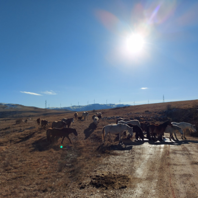 Wild horses, Livno - Borova glava & Kruzi, Livno, Bosnia and Herzegovina