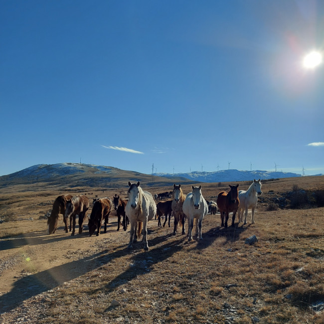 Wild horses, Livno - Borova glava & Kruzi, Livno, Bosnia and Herzegovina