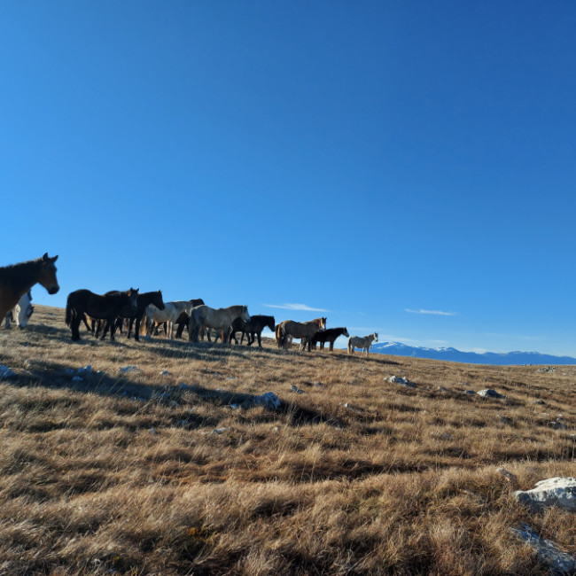 Wild horses, Livno - Borova glava & Kruzi, Livno, Bosnia and Herzegovina