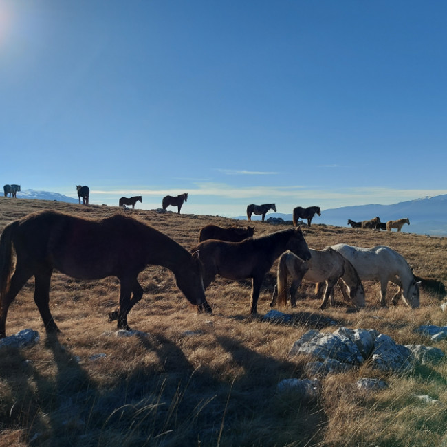 Wild horses, Livno - Borova glava & Kruzi, Livno, Bosnia and Herzegovina