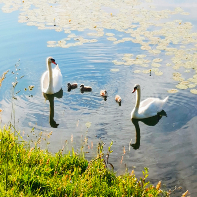 Orešje Lake - Orešje Lake