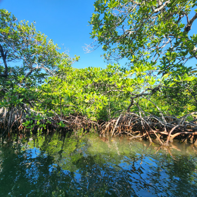 Monkey River Belize - Monkey River Belize