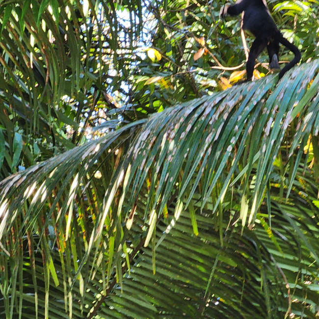 Monkey River Belize - Monkey River Belize