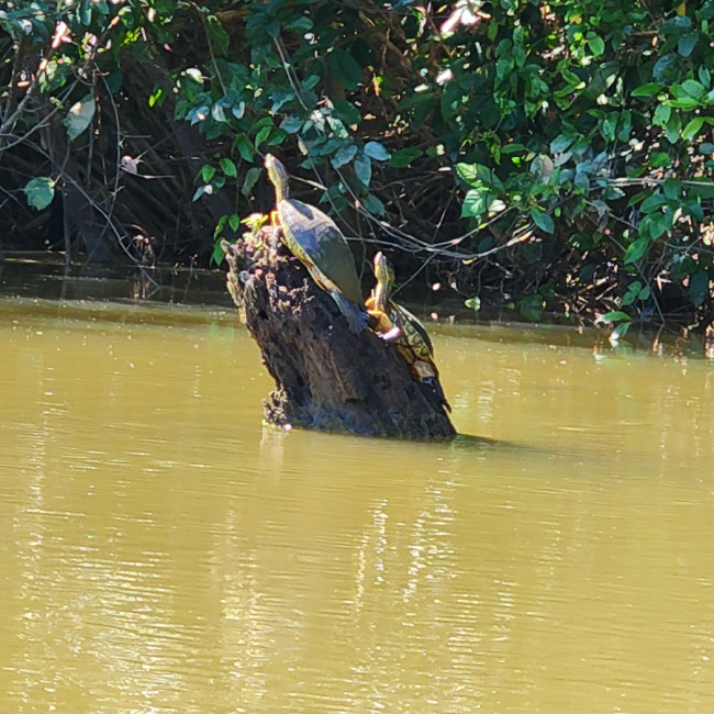 Monkey River Belize - Monkey River Belize