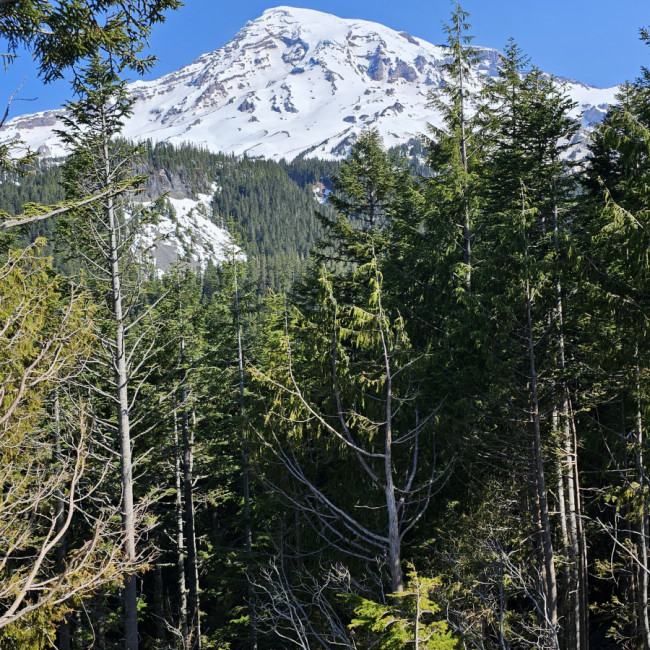 Mt. Rainier National Park Washington - Mt Rainier National Park