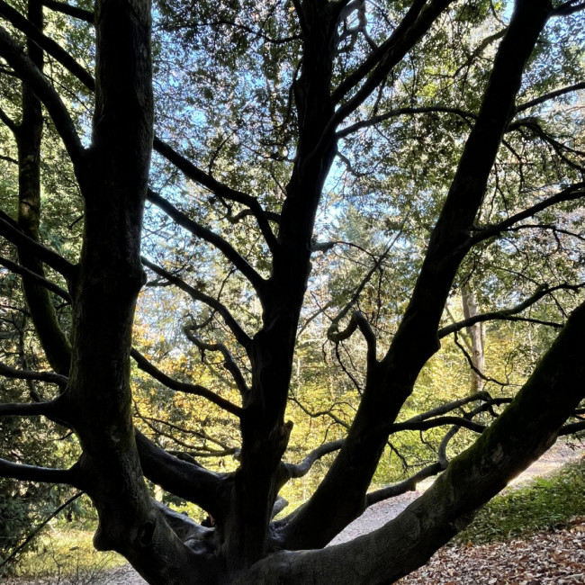 Falling for Oregon - Hoyt Arboretum