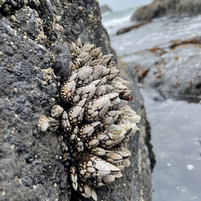 Oregon Coast - Oregon Coast