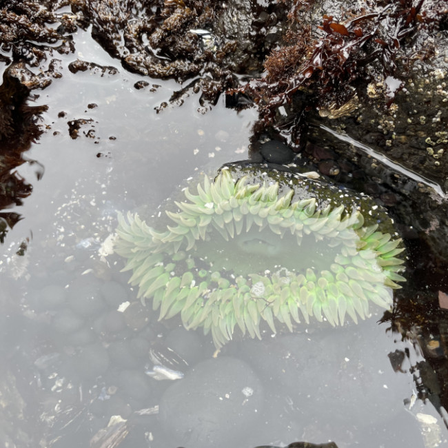 Oregon Coast - Oregon Coast