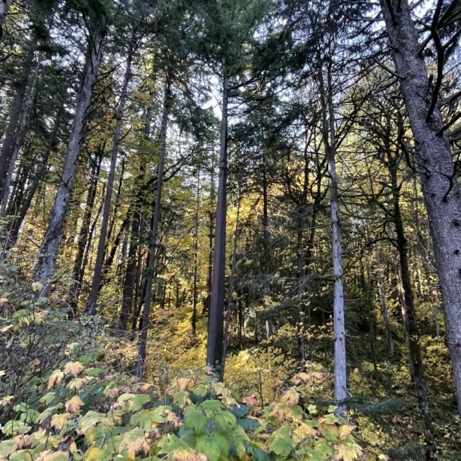 Falling for Oregon - Hoyt Arboretum