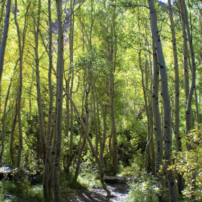 Mammoth Lakes - Mammoth Lakes, CA