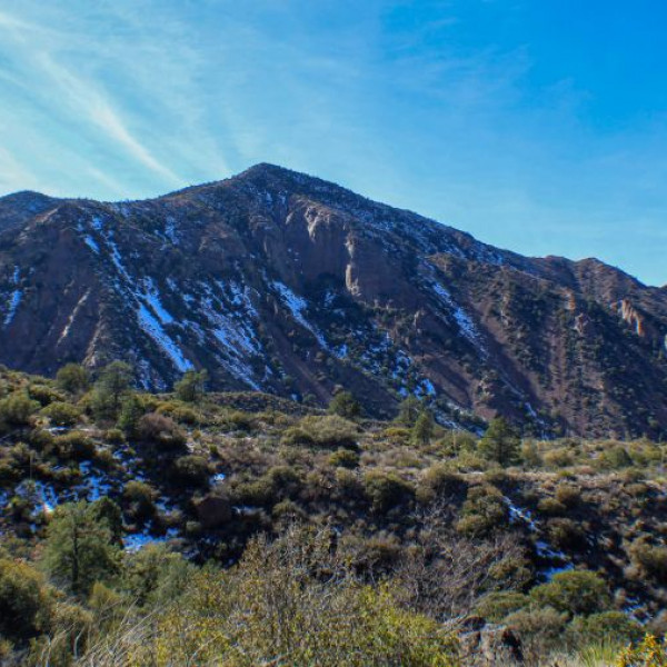 Big Bend National Park- What do you get when you cross a cactus and a mountain lion? - big bend national park