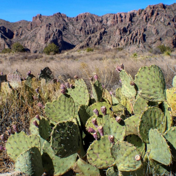 Big Bend National Park- What do you get when you cross a cactus and a mountain lion? - big bend national park