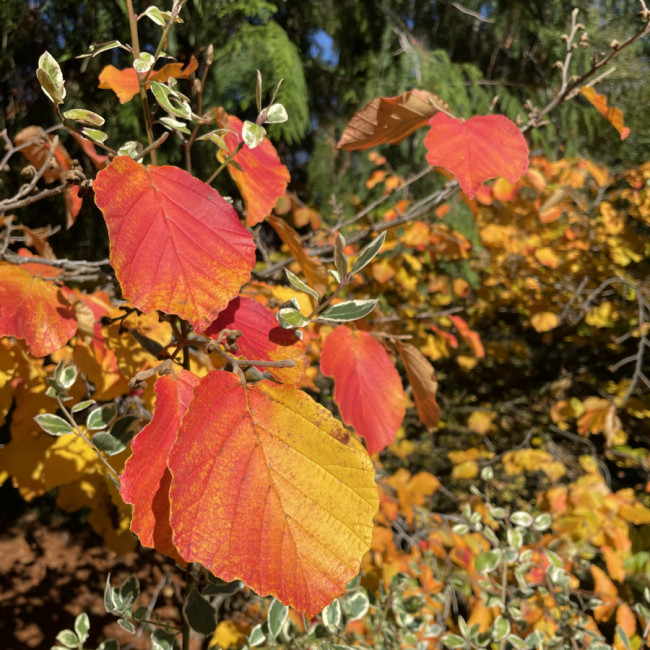 Falling for Oregon - Hoyt Arboretum