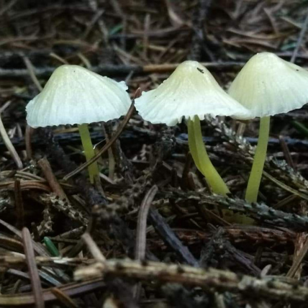 Bioluminescence mycena