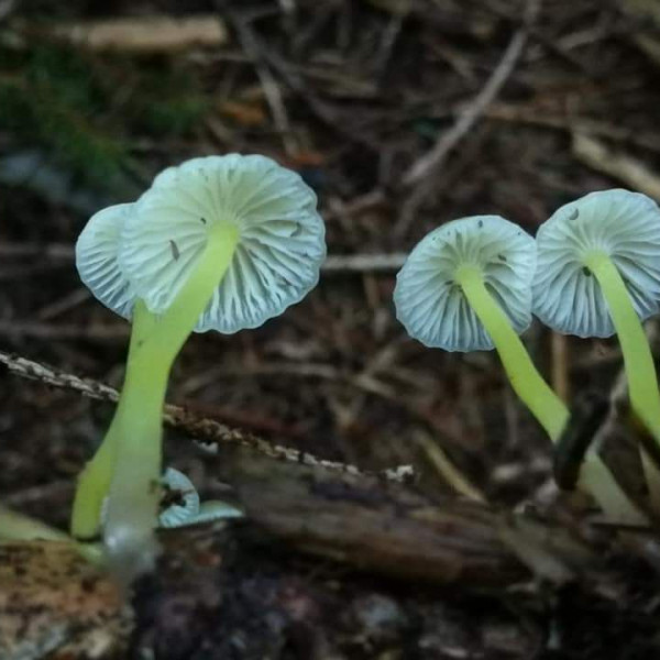 Bioluminescence mycena - Skočaj