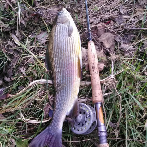 Flyfishing at "Ribnik" - Ribnik