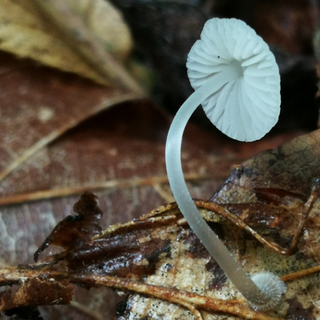 Mycena stylobates