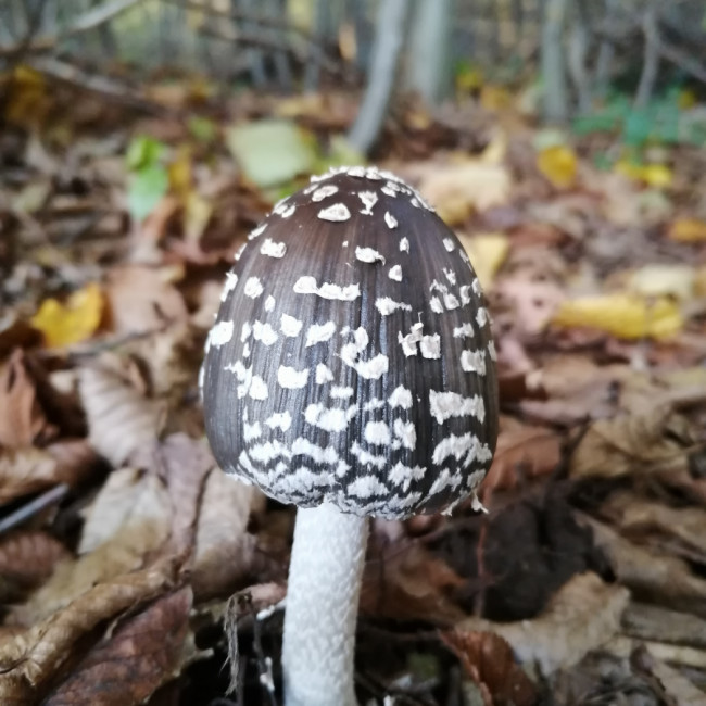 Mushrooming - Alibegovića kosa Bihać