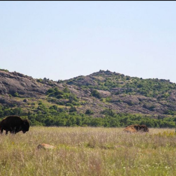 Wichita Mountains- I thought Oklahoma was a fly-over state?! - Wichita Wildlife Refuge in Oklahoma