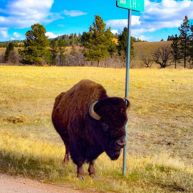 Custer State Park - Custer State Park