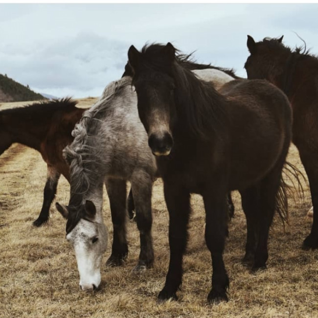Divlji konji, Livno