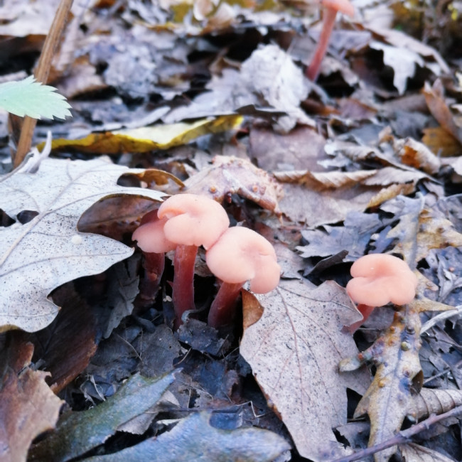 Mushrooming - Alibegovića kosa Bihać